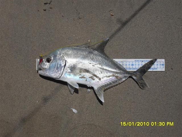 Another one of Alex's trevally